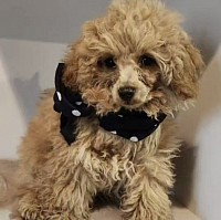 Toy Poodle