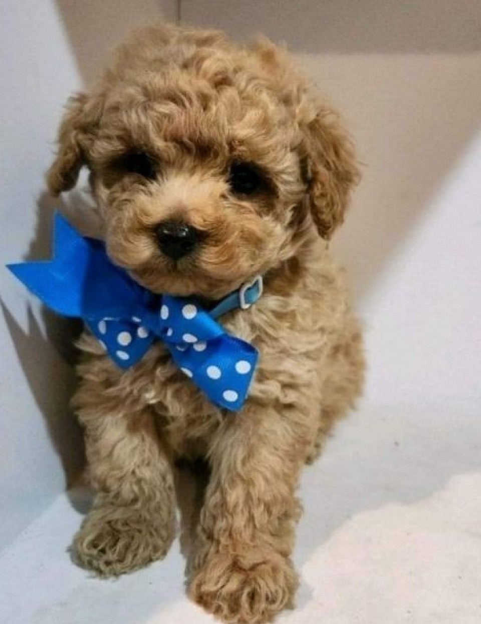 TOY POODLE MALE BENTLEY CKC CAFE AU LAIT UNAVAILABLE