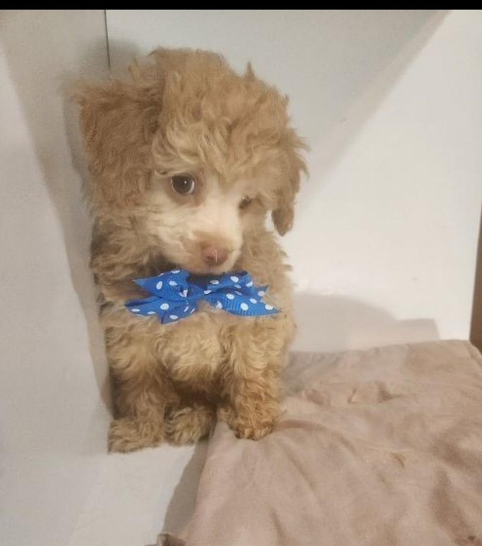 TOY POODLE MALE CKC BENJAMIN APRICOT AMBER Eyes UNAVAILABLE