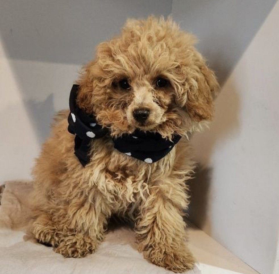 BENTLEY 3LBS TOY POODLE UNAVAILABLE