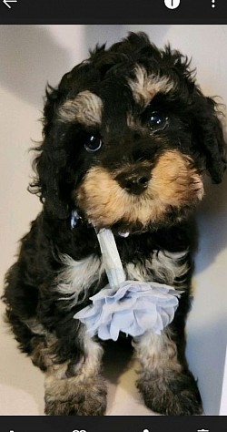 3 Shihpoo Cavapoo OLIVER 400 He is 10lbs resembles a bernadoodle. bundle of joy, learns quickly..
