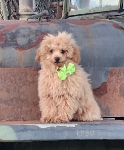 TOY POODLE  500 4LBS HEIGHT OF TOY POODLE Bently loves attrntion. He is a happy pup. when anyone.of the others come by me. He comes with them, to reassure his love.