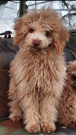 Benji CKC AMBER EYES APRICOT POODLE dad 8lbs mom 6lbs height of sire dad 10inch Minature poodle 500 Benji is a sweet boy, just wants to be loved. Rathers to be with pepole than with other dogs.