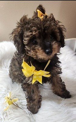 Toy Poodle CKC females Chanel