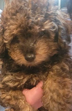 TOY POODLE FEMALE CHANEL HOLD