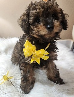 TOY POODLE COCOA FEMALE