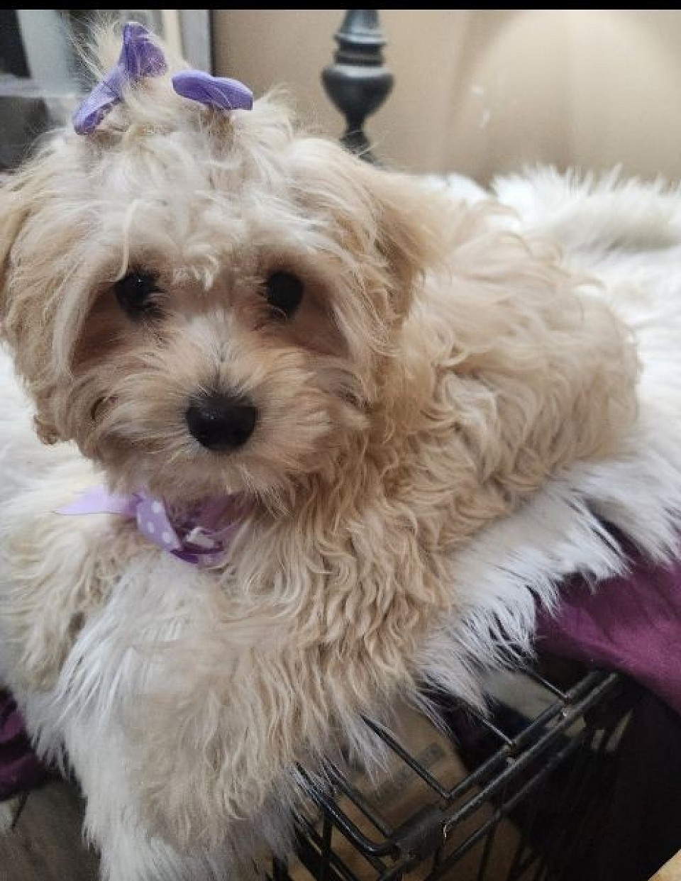 Cavapoo female Annabelle 4lbs