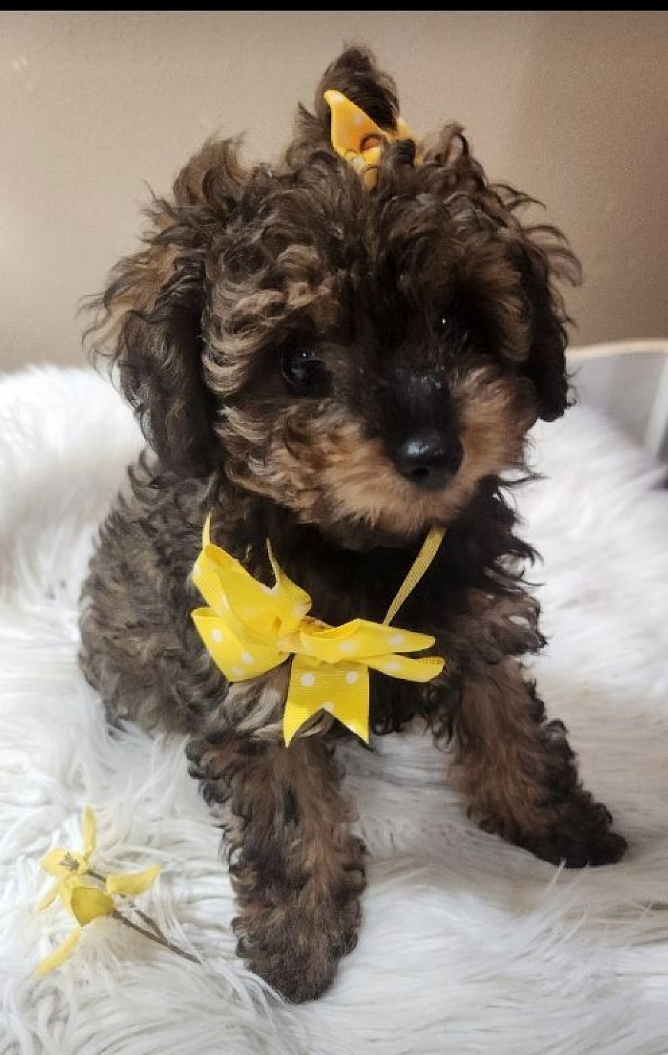 Toy Poodle Cocoa female AVAILABLE