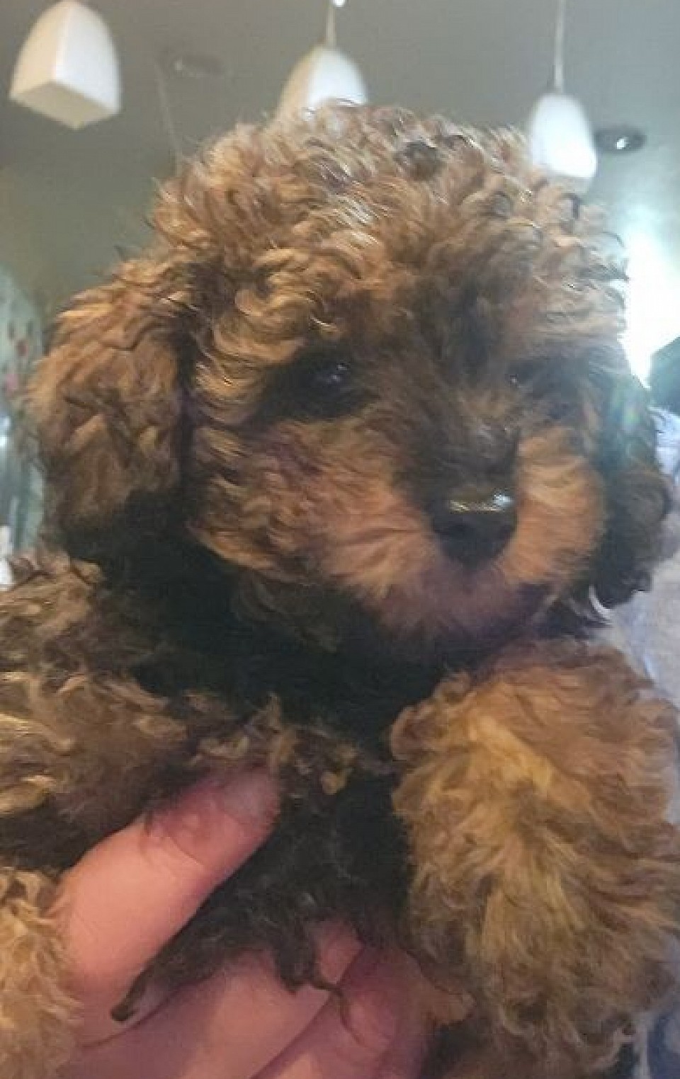 Toy Poodle CHANEL ckc HOLD