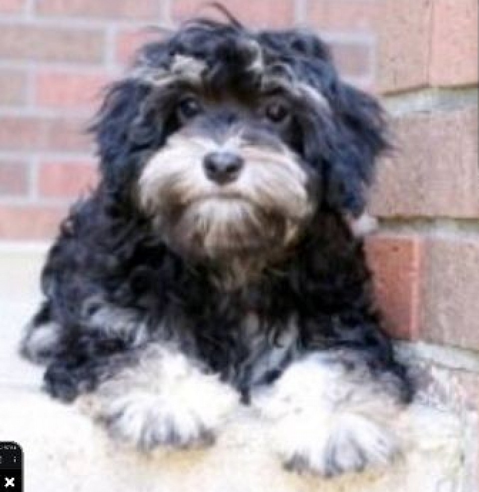 OLIVER CAVAPOO SHIHPOO 10LBS