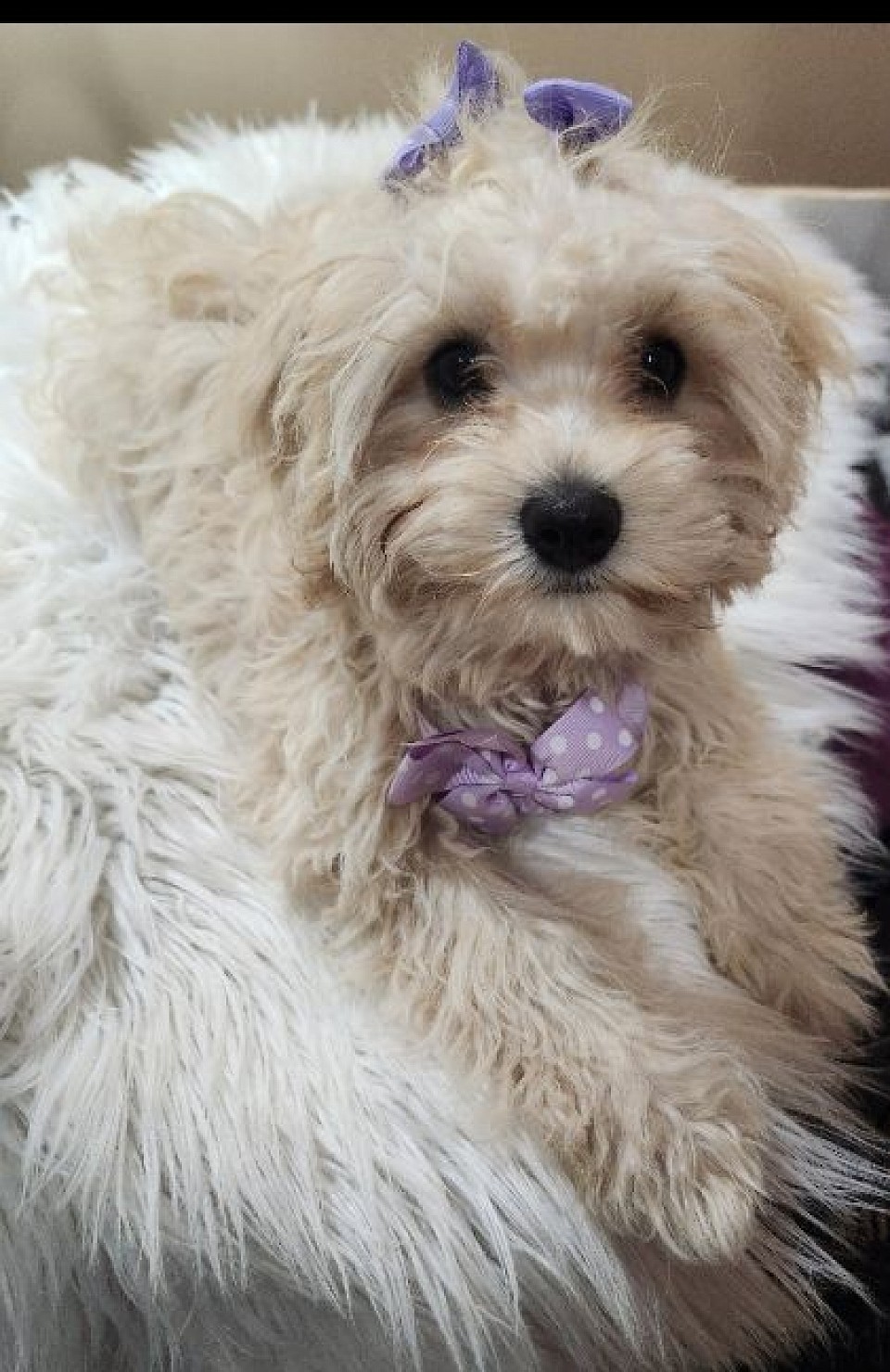 CAVAPOO 4.5LBS