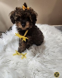 TOY POODLE