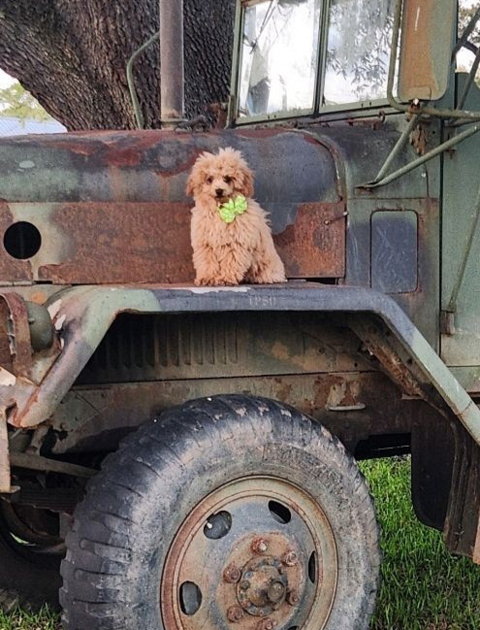 Toy Poodle Sire OF CAVAPOO