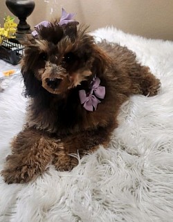 TOY POODLE FEMALE Cocoa