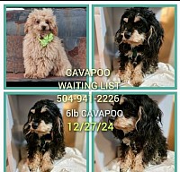 Cavapoo waiting list 12/26/24