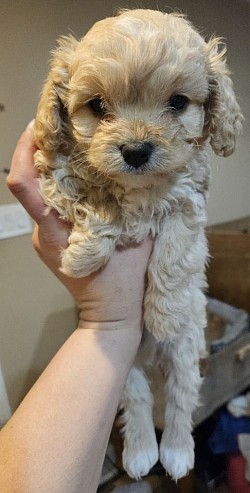 Toy Cavapoo 1400 AVAILABLE