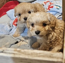 Cavapoo F1B CKC