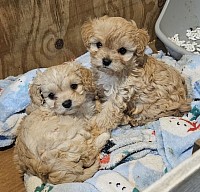 CAVAPOOS 8 WEEKS READY NOW