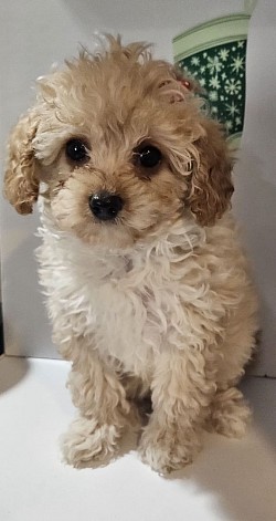 Toy Cavapoo AVAILABLE