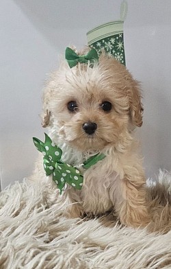 Cavapoo Ckc Female 1200 Lizzy