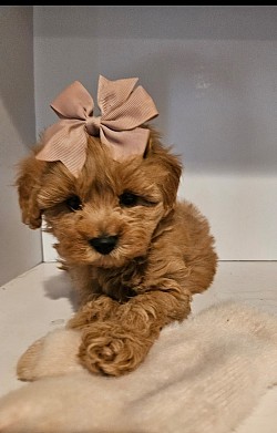 Shihpoo Cavapoo 1000 Allyssa