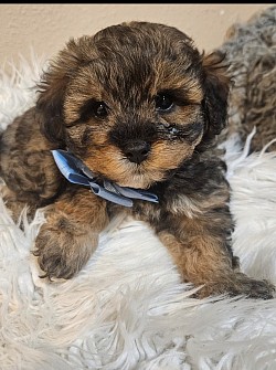 Shihpoo Cavapoo 1000 Maxwell