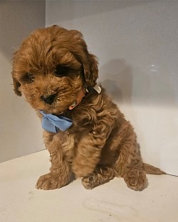 Shihpoo Cavapoo 1000 Levis