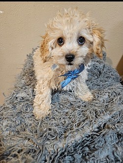 Cavapoo Ckc  Male 900  Hudson