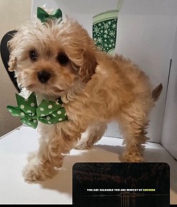 Cavapoo UNAVAILABLE Ckc Female ELIZABETH