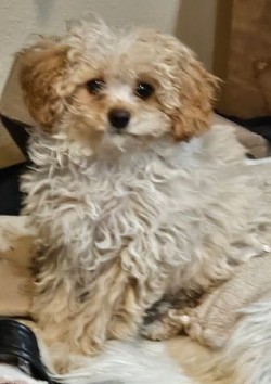 Toy Cavapoo UNAVAILABLE Brooklyn