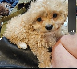 Toy Cavapoo AVAILABLE