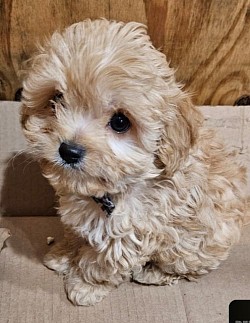 ROW 2 Tea Cup Cavapoo   Princeton