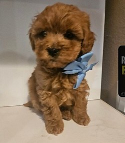 Cavapoo Levis