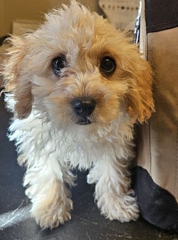 ROW 3 Cavapoo Ckc  Male Hudson